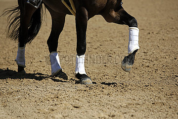 Redefin  Detailaufnahme  bandagierte Pferdebeine im Galopp