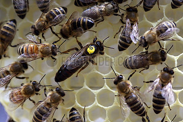 Berlin  Deutschland  Honigbienen und gekennzeichnete Bienenkoenigin auf einer Wabe