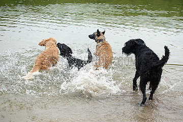 Berlin  Deutschland  Hunde spielen im Wasser miteinander