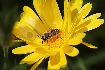 Neuenhagen  Deutschland  Biene auf einer gelben Bluete