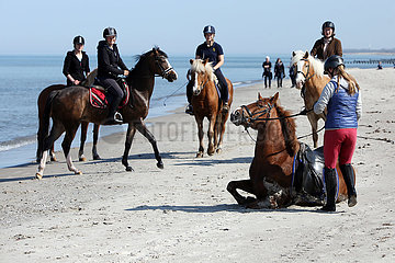 Dierhagen  Pferd hat sich mit seiner Reiterin bei einem Ausritt am Ostseestrand ploetzlich hingelegt