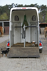 Dierhagen  Pferdehaenger steht auf einem Reiterhof