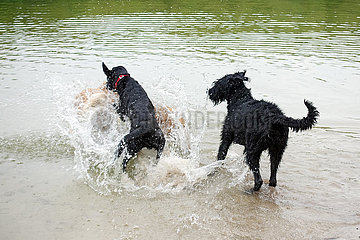 Berlin  Deutschland  Hunde spielen im Wasser miteinander