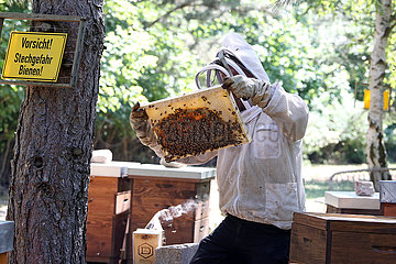 Berlin  Deutschland  Imker kontrolliert eine Wabe seines Bienenvolkes