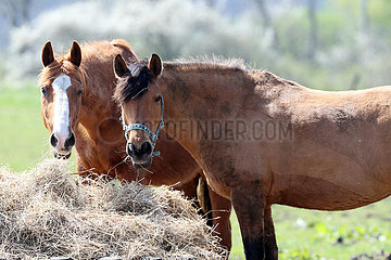 Dierhagen  Pferde auf einer Koppel fressen Heu