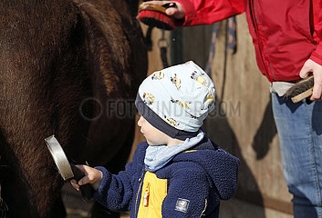 Dierhagen  Kleinkind striegelt ein Pony