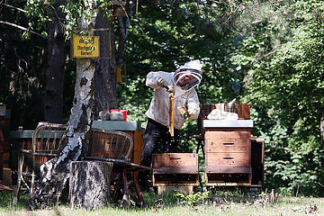 Berlin  Deutschland  Imker bei der Kontrolle eines Bienenvolkes