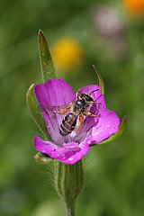 Neuenhagen  Deutschland  Biene auf einer violetten Bluete