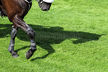 Hamburg  Trabrennpferd wirft einen Schatten auf den Rasen