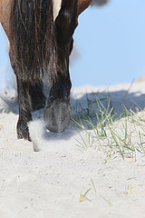 Dierhagen  Pferdebeine im Sand