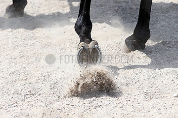 Hamburg  Deutschland  beschlagene Pferdehufe laufen auf Sandboden