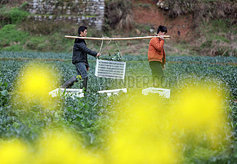 # CHINA-GUIZHOU-FARM WORK (CN)
