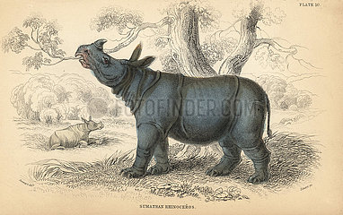 Sumatran rhinoceros  Dicerorhinus sumatrensis  critically endangered.