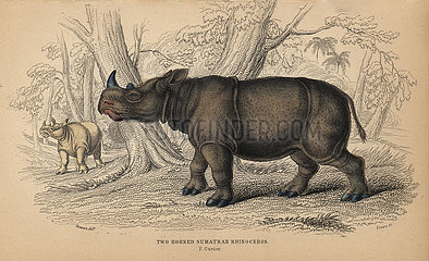 Tw-horned Sumatran rhinoceros  Dicerorhinus sumatrensis  critically endangered.