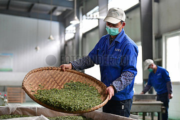 CHINA-GANSU-Wenxian-SPRING TEA (CN)