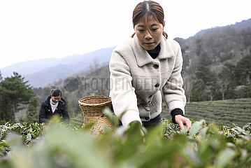 CHINA-GANSU-Wenxian-SPRING TEA (CN)