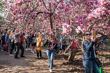 Frauen fotografieren sich vor Baumblueten im Botanischen Garten in Kiew