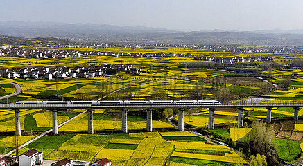 CHINA-SHAANXI-YANGXIAN-RAPE FLOWERS (CN)