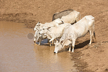 Burferedo  Somali Region  Aethiopien - Kuhherde an einer Wassertraenke