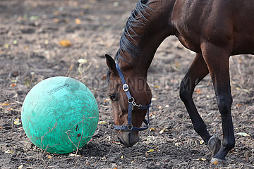 Neuenhagen  Pferd spielt auf der Koppel mit einem Gymnastikball