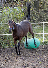 Neuenhagen  Pferd schlaegt auf der Koppel nach zwei Gymnastikbaellen aus