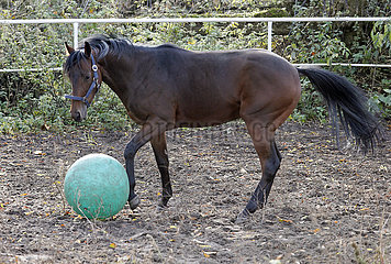 Neuenhagen  Pferd spielt auf der Koppel mit einem Gymnastikball