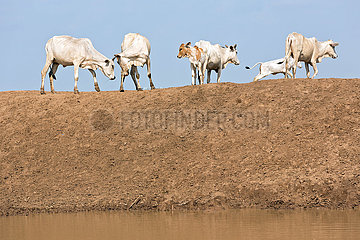 Burferedo  Somali Region  Aethiopien - Kuhherde an einer Wassertraenke