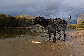 Berlin  Deutschland  Riesenschnauzer schuettelt sich am Hundestrand des Grunewaldsee das Wasser aus dem Fell