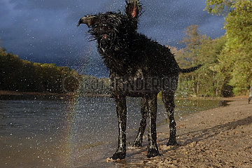Berlin  Deutschland  Riesenschnauzer schuettelt sich am Hundestrand des Grunewaldsee das Wasser aus dem Fell