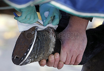 Vogelsdorf  Mullbinde wird als Tamponade in einen Huf mit Strahlfaeule eingebracht