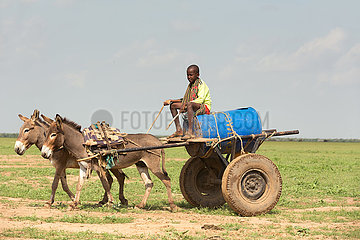 Burferedo  Somali Region  Aethiopien -Trinkwassertransport mit Eselskarren