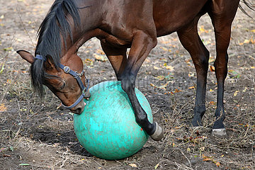 Neuenhagen  Pferd beisst auf der Koppel in einen Gymnastikball