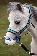 Neuenhagen  Pony traegt eine Atemschutzmaske