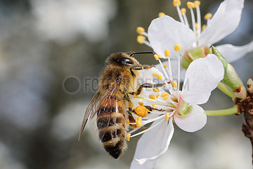 Berlin  Deutschland  Biene sammelt Pollen aus einer Kirschbluete
