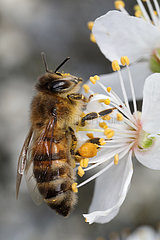 Berlin  Deutschland  Biene sammelt Pollen aus einer Kirschbluete