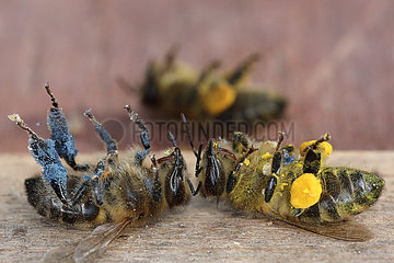 Berlin  Deutschland  tote Honigbienen