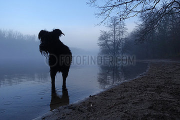 Berlin  Deutschland  Silhouette: Riesenschnauzer steht bei Daemmerung am Hundestrand des Grunewaldsee im Wasser