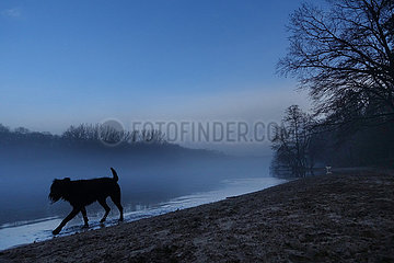 Berlin  Deutschland  Silhouette: Riesenschnauzer laeuft bei Daemmerung am Hundestrand des Grunewaldsee entlang