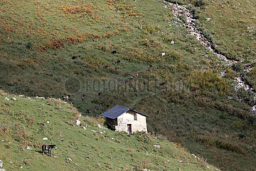 Adishi  Pferde auf einer huegeligen Weide im Gebirge