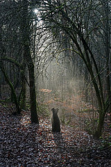 Berlin  Deutschland  Riesenschnauzer sitzt im Wald allein im Streiflicht