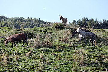 Zegani  Pferde auf einer Weide