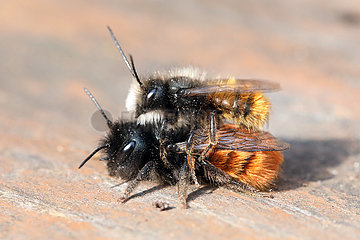 Berlin  Deutschland  maennliche Gehoernte Mauerbiene sitzt auf einem Weibchen