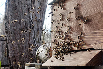Berlin  Deutschland  Honigbienen unternehmen an einem milden Wintertag einen Reinigungsflug