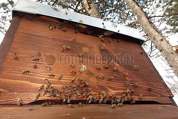 Berlin  Deutschland  Honigbienen unternehmen an einem milden Wintertag einen Reinigungsflug