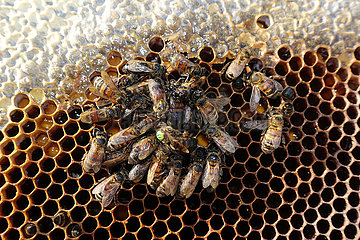 Berlin  Deutschland  tote Honigbienen und gezeichnete Bienenkoenigin auf einer Brutwabe