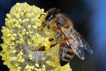 Neuenhagen  Deutschland  Honigbiene sammelt Pollen auf einem bluehenden Weidenkaetzchen der Salweide