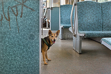 Berlin  Deutschland - Hund in der Berliner S-Bahn.