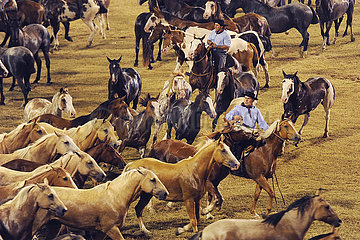 Jesus Maria  Gauchos treiben beim Festival Nacional de la Doma y el Folclore Pferde in einer Arena