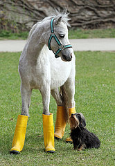 Neuenhagen  Deutschland  Pony in Gummistiefeln wartet mit seinem Freund dem Rauhaardackel auf Regen