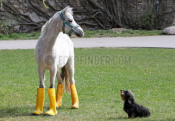 Neuenhagen  Deutschland  Pony in Gummistiefeln wartet mit seinem Freund dem Rauhaardackel auf Regen